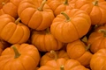 Pumpkin Farming: Soil, Popular Varieties with Their Yield, Land Preparation, Fertilizer, Irrigation, Harvesting & Seed Production