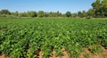 Crop Diversification - Way to Welcome Agricultural Sustainability by Mitigating Climatic Changes