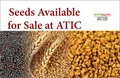 Wheat, Fenugreek, Spinach & Cabbage Seeds Available for Farmers at Agricultural Technology Information Center