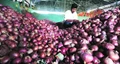 Government May Extend Onion Export Ban to February to Control Domestic Prices