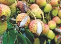 Fruit Drop And Fruit Cracking in Litchi: Causes And Management