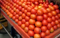 This New Tomato Variety Will Give 1400 Quintal Yield in One Hectare