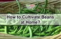 Beans Cultivation Guide: Know the Planting, Growing, Harvesting and Varieties of this Winter Vegetable