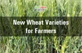 These Newly Released Wheat Varieties Have High Protein Content, Resistant to Brown Rust & Gives Good Yield