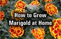 BASICS to consider before MARIGOLD FARMING