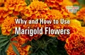 The Unknown Benefits and Uses of Marigold Flower; Know When and How to Use It