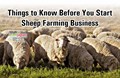 Sheep Farming Business in India- Tips and Tricks to Follow