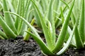 Aloe Vera Farming: Complete Guidance