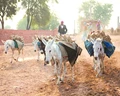Need to Explore Possibilities of Promoting Donkey Milk in India