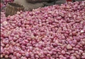 Why Farmers are not Getting the Benefit of High Onion Price?