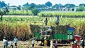 Sugar Beet - An Alternative to Sugarcane