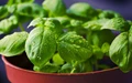 Holy Basil Leaves:  Surprising & Unknown Health Benefits of Tulsi
