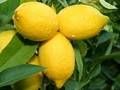 Lemon: A versatile fruit of multiple uses