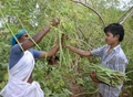 2 Lakhs in 6 months from DRUMSTICKS : Farmer’s Success