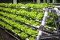 How Vertical farming is the Solution for Modern-Age Agriculture