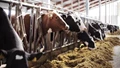 Government Announces Free Dairy Training for SCs/WCs Farmers