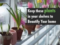 Use These 7 Aesthetic Plants to Bring Life to Your Home