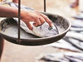 Government to Draft National Fisheries Policy with Rs 45,000 Crore Budget
