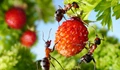 Bug Attacks Can Make Organic Fruits and Veggies More Healthier Says Report
