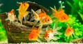 INCOME generation by ORNAMENTAL FISH CULTURE