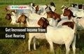 How Scientific Practices Can Double Your Income from Goat Rearing?