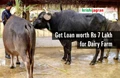 Want to Open a Dairy Farm? Get Loan up to Rs 7 lakh and 33% Subsidy from NABARD