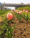 Tulip Mania in Delhi: NDMC Creates a Visual Treat!