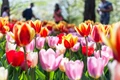 Colours of Spring: NDMC Horticulture Team Creates Visual Bouquet