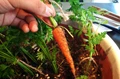 How to FIND and CONTROL these 7 deadly DISEASES in CARROT
