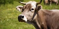 Himachal Pradesh’s Pahari Cow Gets Indigenous Tag