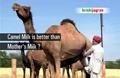 Camel Milk is better than Mother's Milk ?