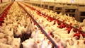 Huge Crisis Looms over Poultry Industry, Problems Likely to Increase due to American Chicken Leg Grinding in Markets