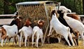 2 month GOAT FARMING TRAINING PROGRAM, for agri-entrepreneurs