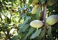 Know How to Grow Almonds in Your Garden