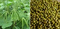 Earn Quick Profits by Cultivating these New & High Yielding Varieties of  Moong