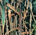 Wheat stem rust-No more