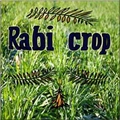 Rabi Crops Sowing Crosses 546 Lakh Hactare