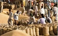Government to Start Wheat Procurement from April 2 in These States