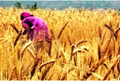ICAR Issues Advisory & Guidelines for Smooth Harvesting of Rabi Crops amid Lockdown