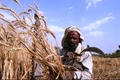 Krishi Input Subsidy Scheme: Get Huge Subsidy on Seasonal Damaged Crops; Apply before 18th April