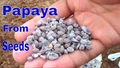Papaya Cultivation: Climate, Soil, Plant protection, Plantation & Harvesting
