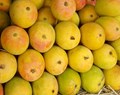 Will the Mumbai Markets Flood with Konkan Alphonso Mangoes this Year?