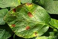 Chemical spray for Potato blight–Reason explained