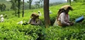 Plantation Crops in Kerala Suffer Huge Loss due to Coronavirus
