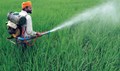 How to  Identify and deal with Fake Pesticide