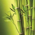 The Indian Forest (Amendment) Bill for “Bamboo”