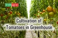 Know How to Cultivate Off Season Tomatoes in Greenhouse & How to Increase Its Yield