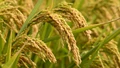 Four new rice herbicides labeled for 2018 in US