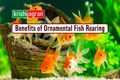 Ornamental Fish Rearing in India – Business or Hobby