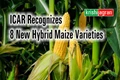 Indian Council of Agricultural Research Identifies Eight New Hybrid Maize Varieties